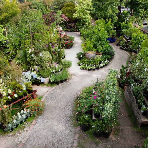 Plants | The Garden of Eden Nursery