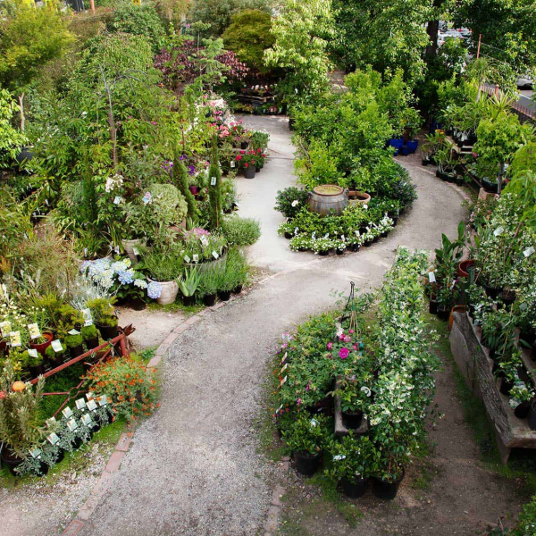 Garden of Eden Nursery outdoor plants